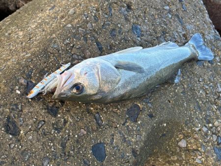 姫路周辺の青物調査！