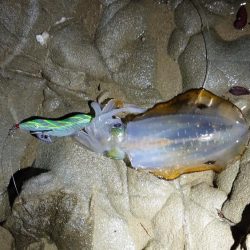 アジング、エギング