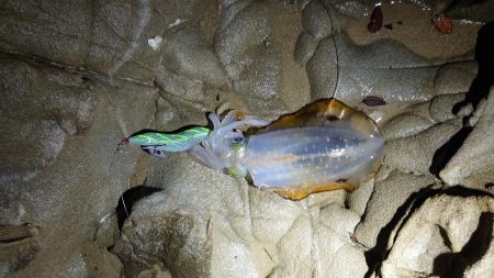 アジング、エギング