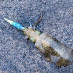 とりあえずアオリ7回目