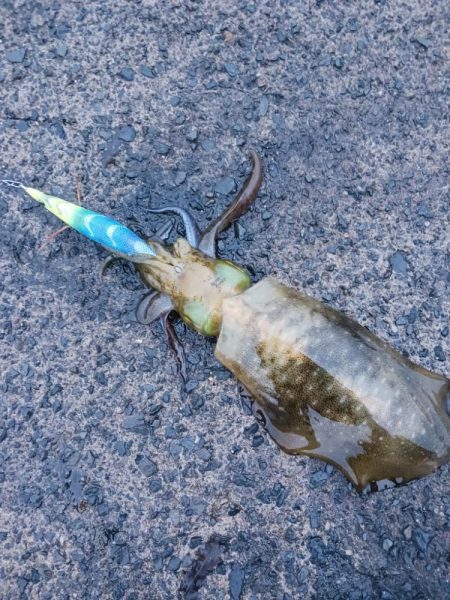 とりあえずアオリ7回目