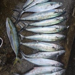 夜明けからずっとサゴシ