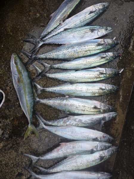 夜明けからずっとサゴシ