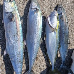 サゴシ　ツバス