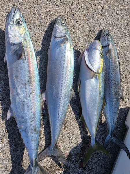 サゴシ　ツバス