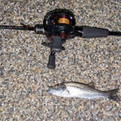 メバリング早かった。。。