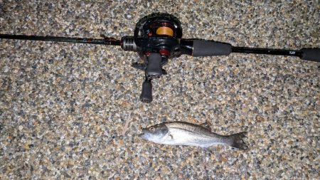 メバリング早かった。。。