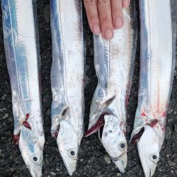 結構渋めでした