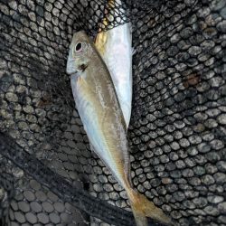 エギングとフロートリグ