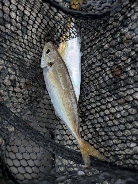 エギングとフロートリグ