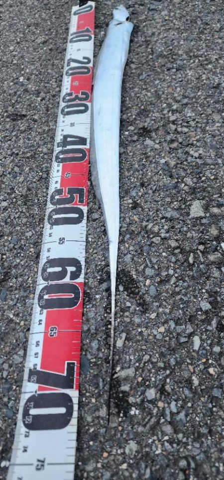 肌寒い中、残念賞