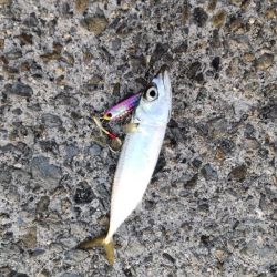 湾奥には青物回遊しません