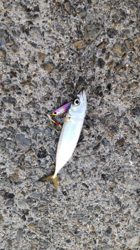 湾奥には青物回遊しません