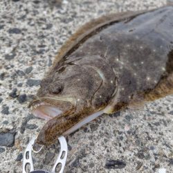 泳がせでヒラメ