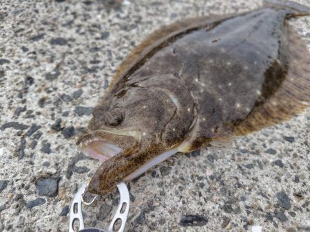 泳がせでヒラメ