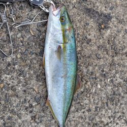 ショアジギング