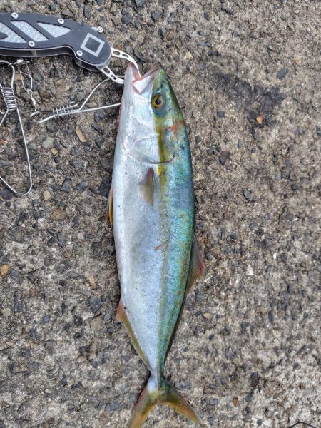 ショアジギング