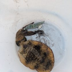 ボートエギング