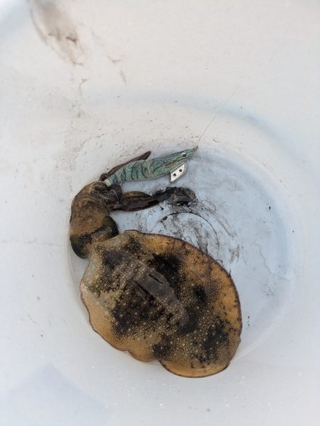 ボートエギング