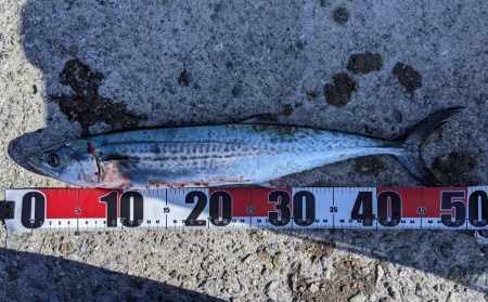 秋晴れの昼下がり