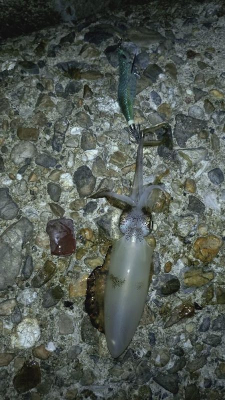 良型どこですかぁ〜?