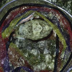 やっぱり軍艦強いよ!