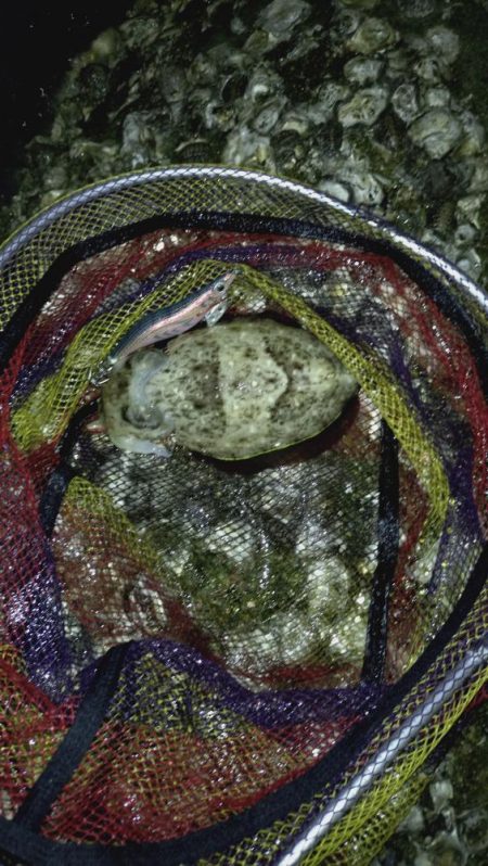 やっぱり軍艦強いよ!