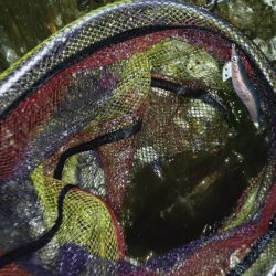 雨が降ってもエギング!