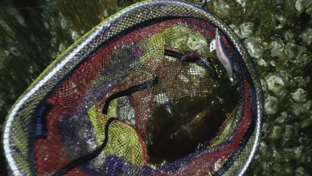 雨が降ってもエギング!