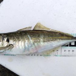 サゴシ活性高し。