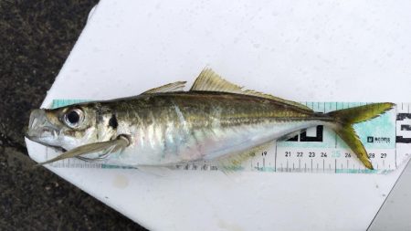 サゴシ活性高し。