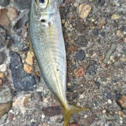 数だけは伸びた。