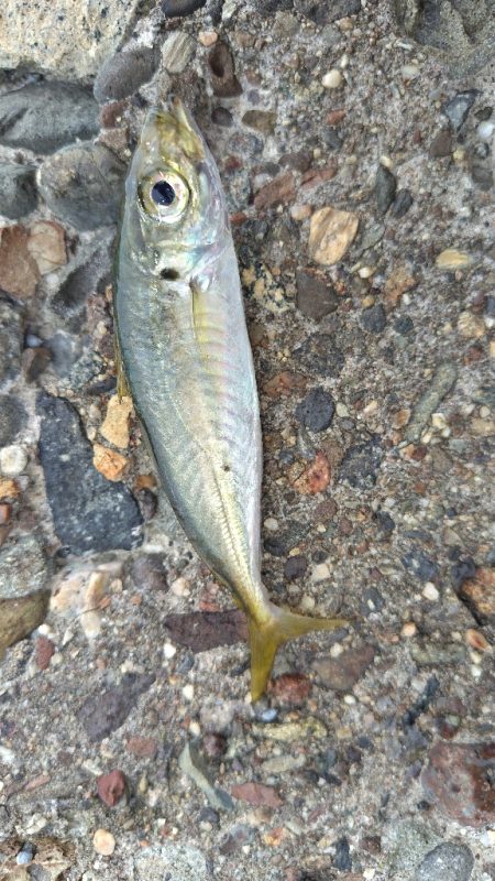 数だけは伸びた。