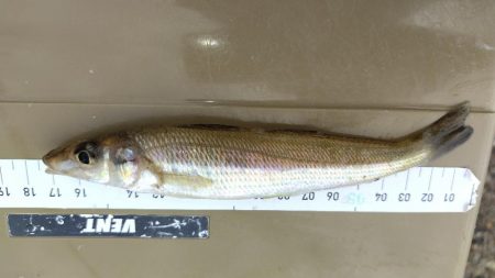 サイズが・・・