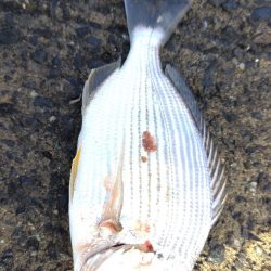 アジはいません