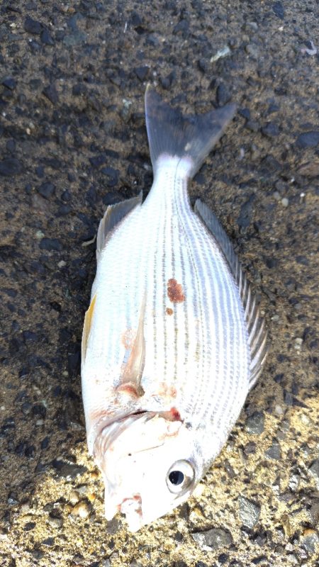 アジはいません