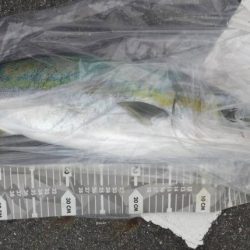 久々にまあまあの青物に出会いました♪