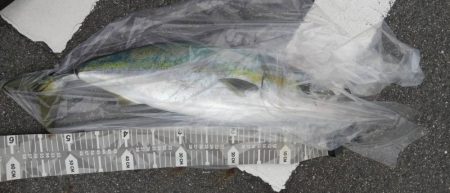 久々にまあまあの青物に出会いました♪