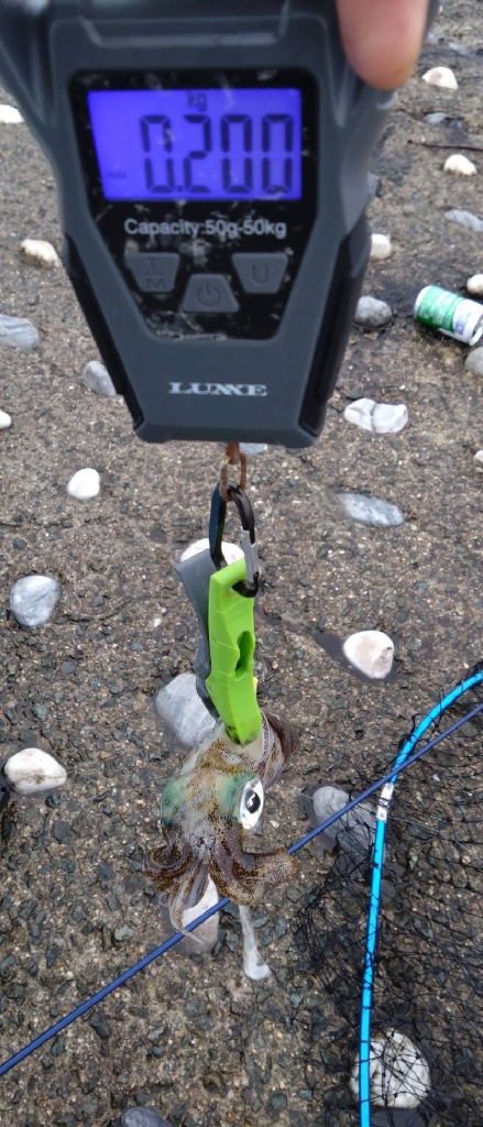 エギングでの初アオリGET🦑