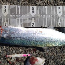 ボイル見つけて久々サゴシ捕獲