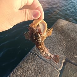 小松島ライトゲーム午前の部