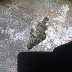 和田島タケノコメバル寄ってきてるのかも?