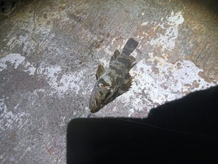 和田島タケノコメバル寄ってきてるのかも?