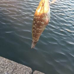 ランガン大移動失敗😣