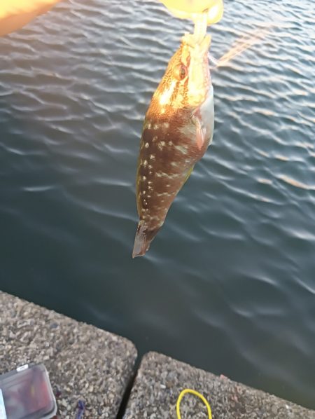 ランガン大移動失敗😣