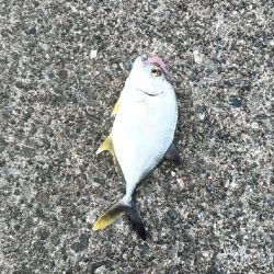 メバル1メッキ1