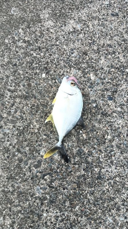 メバル1メッキ1