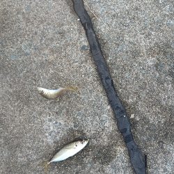 二回目のサビキでようやく初めて魚get