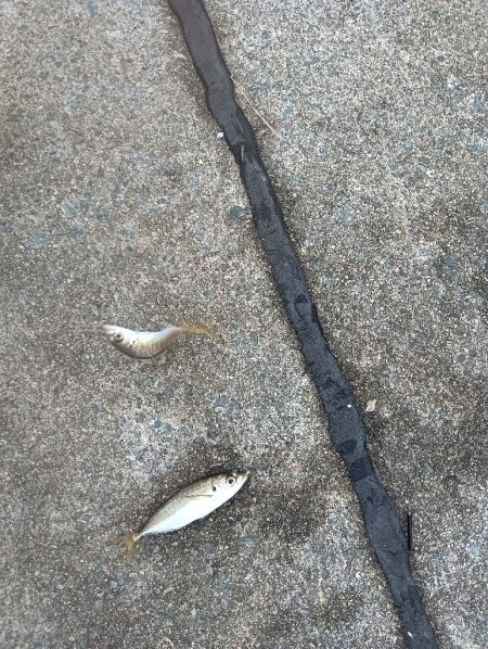 二回目のサビキでようやく初めて魚get