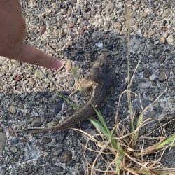 18日と19日の釣果情報